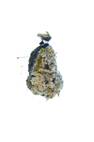 Fluffly Dust Lichen 